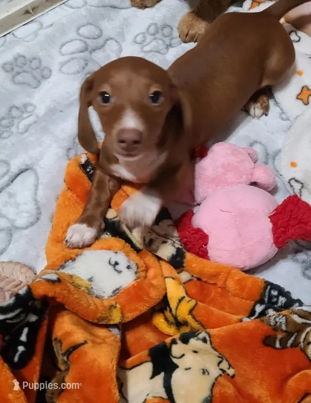 Teenie Smooth Coat  – Miniature Dachshund puppy for sale in Bradenton, FL
