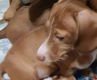 Buster , a male Miniature Dachshund for sale in Bradenton, FL – 3 of 4