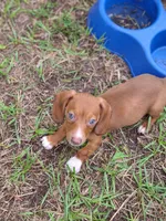 Teenie Smooth Coat , a female Miniature Dachshund for sale in Bradenton, FL – 2 of 6