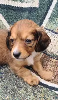 Siesta Key Long Hair Soft Wire , a male Miniature Dachshund for sale in Bradenton, FL – 1 of 4