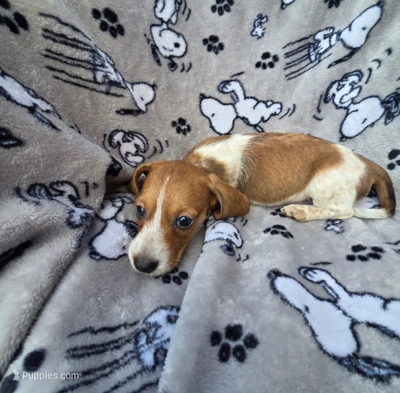Sunflower Wire Hair – Miniature Dachshund puppy for sale in Bradenton, FL