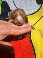 Tuna, a female Miniature Dachshund for sale in Bradenton, FL – 1 of 2