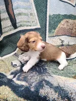 St Armands Long Hair Soft Wire, a male Miniature Dachshund for sale in Bradenton, FL – 3 of 5