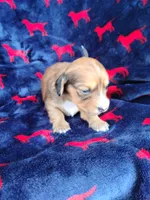 Seaweed, a female Miniature Dachshund for sale in Bradenton, FL – 2 of 2