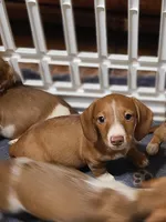 Buster WIRE COAT, a male Miniature Dachshund for sale in Bradenton, FL – 2 of 3