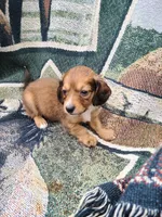 Siesta Key Long Hair Soft Wire , a male Miniature Dachshund for sale in Bradenton, FL – 2 of 4