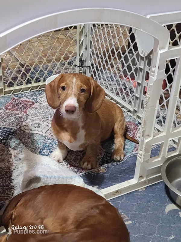 Buster  WIRE HAIR – Miniature Dachshund puppy for sale in Bradenton, FL