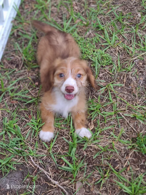 Bimini Silky Wire Hair  – Miniature Dachshund puppy for sale in Bradenton, FL