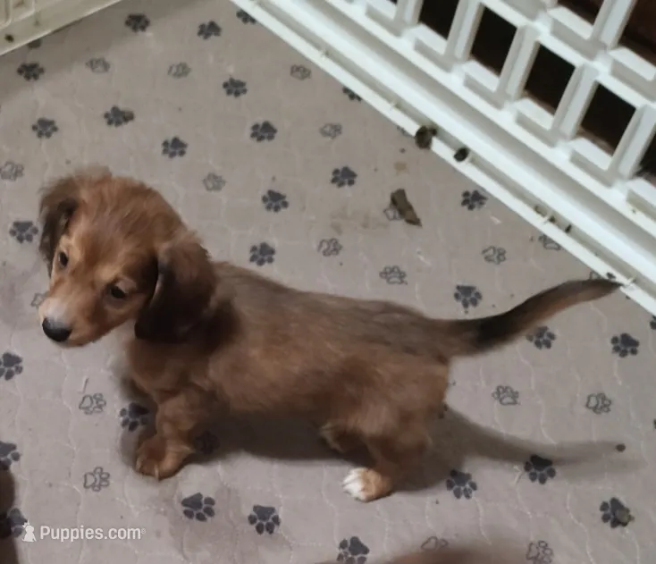 Siesta Key Long Hair Soft Wire  – Miniature Dachshund puppy for sale in Bradenton, FL