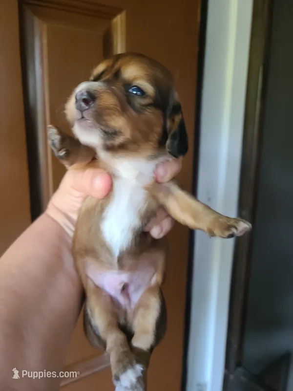 Seaweed – Miniature Dachshund puppy for sale in Bradenton, FL
