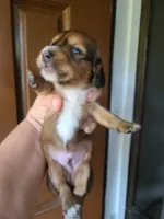 Seaweed, a female Miniature Dachshund for sale in Bradenton, FL – 1 of 2