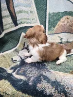 St Armands Long Hair Soft Wire, a male Miniature Dachshund for sale in Bradenton, FL – 4 of 5