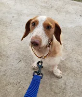 Scrappy, a male Miniature Dachshund for sale in Bradenton, FL – 3 of 3