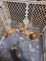StarFish  Wire Hair , a female Miniature Dachshund for sale in Bradenton, FL – 6 of 8