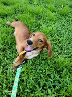 Sammy, a male Dachshund for sale in Bradenton, FL – 4 of 5