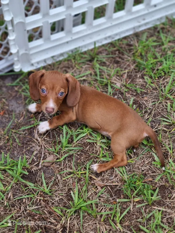 Teenie WIRE HAIR – Miniature Dachshund puppy for sale in Bradenton, FL