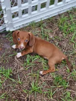 Teenie Smooth Coat , a female Miniature Dachshund for sale in Bradenton, FL – 1 of 6