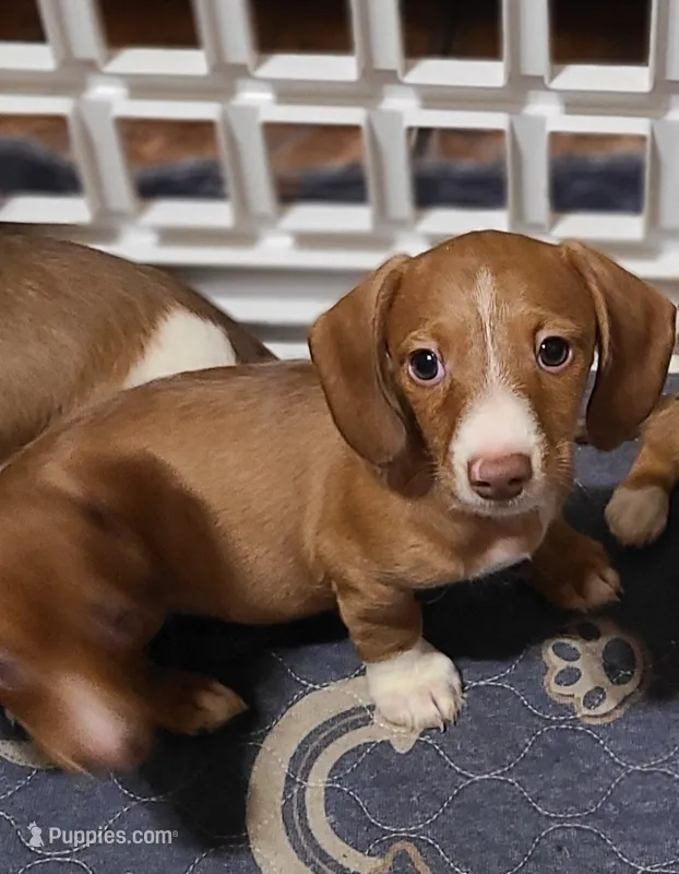 Buster – Miniature Dachshund puppy for sale in Bradenton, FL