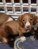 Buster, a male Miniature Dachshund for sale in Bradenton, FL – 1 of 2