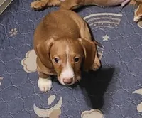Buster, a male Miniature Dachshund for sale in Bradenton, FL – 2 of 2