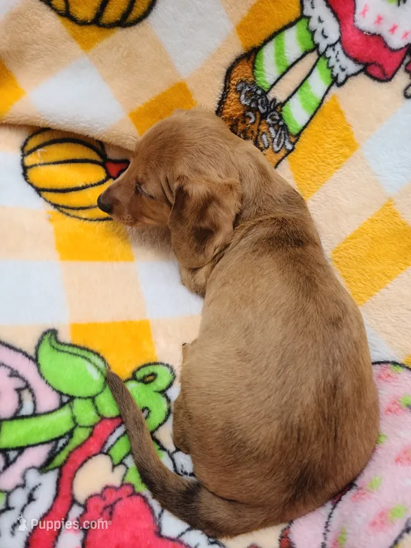 Sardina Wire Hair – Miniature Dachshund puppy for sale in Bradenton, FL