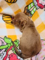 Sardina Wire Hair, a female Miniature Dachshund for sale in Bradenton, FL – 3 of 3