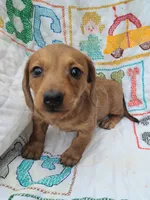StarFish  Wire Hair , a female Miniature Dachshund for sale in Bradenton, FL – 2 of 3