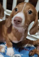 Buster , a male Miniature Dachshund for sale in Bradenton, FL – 2 of 4