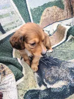 Siesta Key Long Hair Soft Wire , a male Miniature Dachshund for sale in Bradenton, FL – 3 of 4
