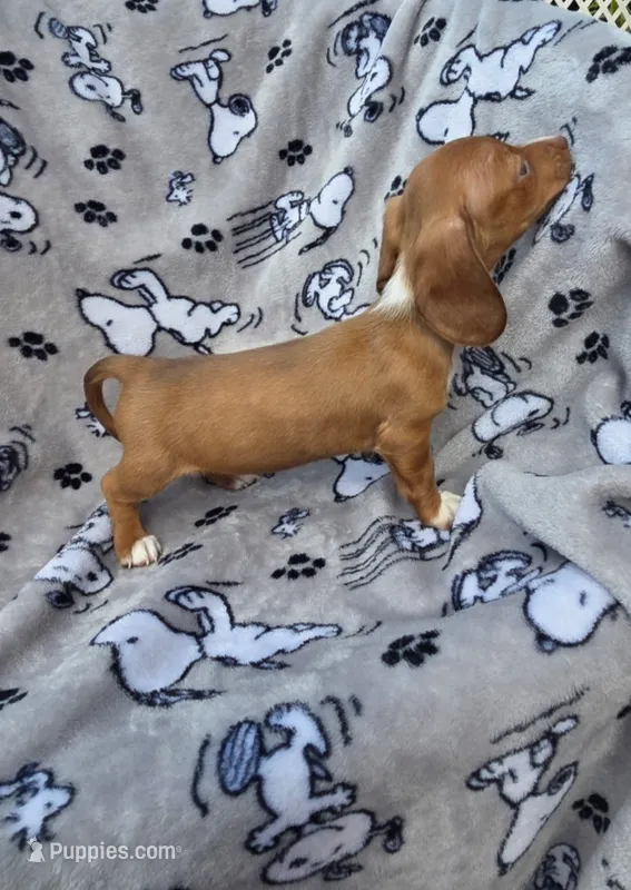 Teenie WIRE HAIR – Miniature Dachshund puppy for sale in Bradenton, FL