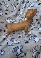 Teenie WIRE HAIR, a female Miniature Dachshund for sale in Bradenton, FL – 1 of 3
