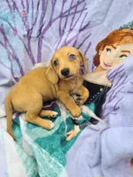 Bimini Wire Hair , a female Miniature Dachshund for sale in Bradenton, FL – 1 of 2