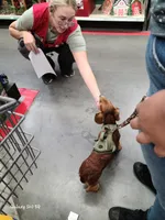 Sammy, a male Dachshund for sale in Bradenton, FL – 3 of 5
