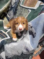 Bimini Silky Wire Hair , a female Miniature Dachshund for sale in Bradenton, FL – 2 of 3