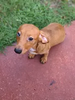 Sardina, a female Miniature Dachshund for sale in Bradenton, FL – 2 of 2