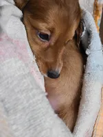 Wrangler LONG HAIR, a male Miniature Dachshund for sale in Bradenton, FL – 5 of 5
