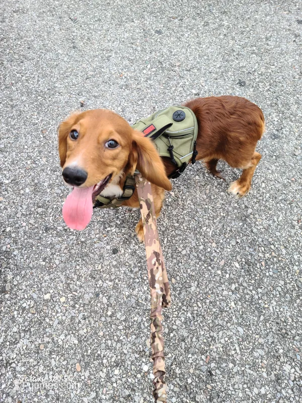 Sammy – Dachshund puppy for sale in Bradenton, FL
