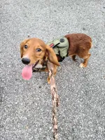 Sammy, a male Dachshund for sale in Bradenton, FL – 1 of 5