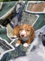 Bimini Silky Wire Hair , a female Miniature Dachshund for sale in Bradenton, FL – 3 of 3