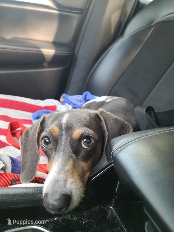 River – Miniature Dachshund puppy for sale in Bradenton, FL