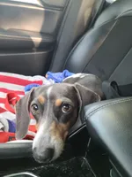 River, a female Miniature Dachshund for sale in Bradenton, FL – 1 of 4