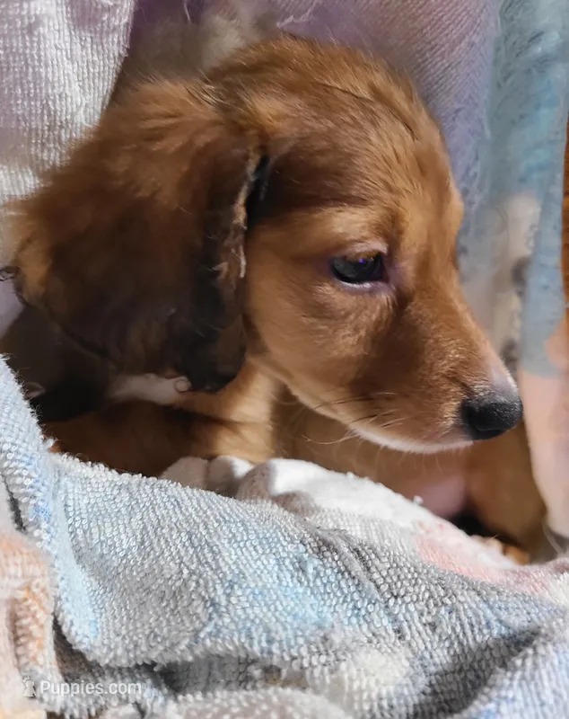 Wrangler LONG HAIR – Miniature Dachshund puppy for sale in Bradenton, FL