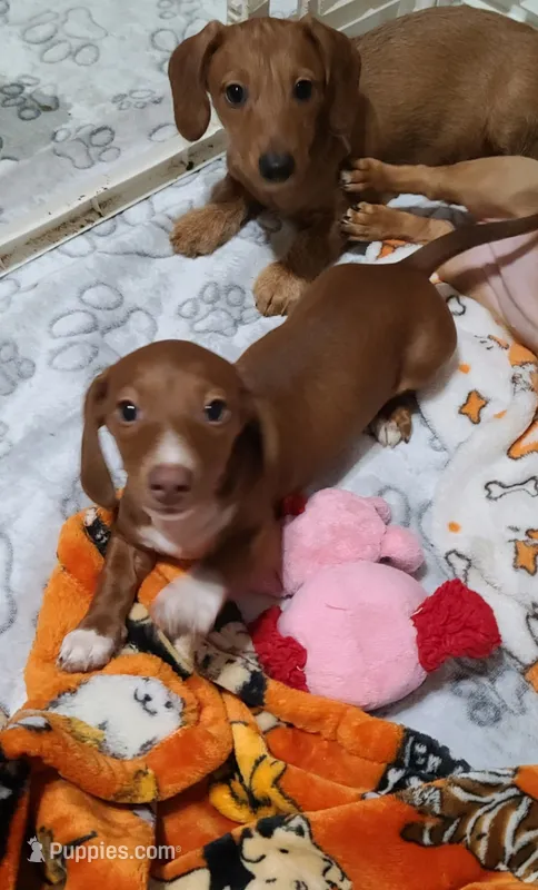 Teenie Smooth Coat  – Miniature Dachshund puppy for sale in Bradenton, FL