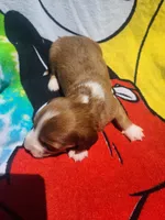 Coral, a female Miniature Dachshund for sale in Bradenton, FL – 2 of 2