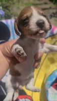 Tulip, a female Miniature Dachshund for sale in Bradenton, FL – 2 of 2