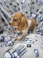 Freckles Wire Hair, a female Miniature Dachshund for sale in Bradenton, FL – 6 of 9