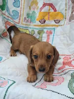 StarFish  Wire Hair , a female Miniature Dachshund for sale in Bradenton, FL – 3 of 3