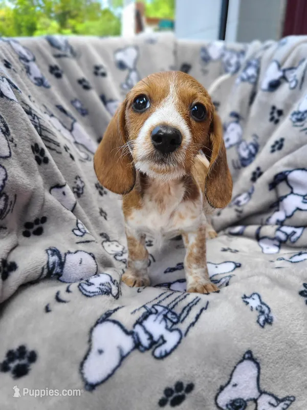 Freckles Wire Hair – Miniature Dachshund puppy for sale in Bradenton, FL