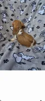 Sunflower Wire Hair, a female Miniature Dachshund for sale in Bradenton, FL – 3 of 3