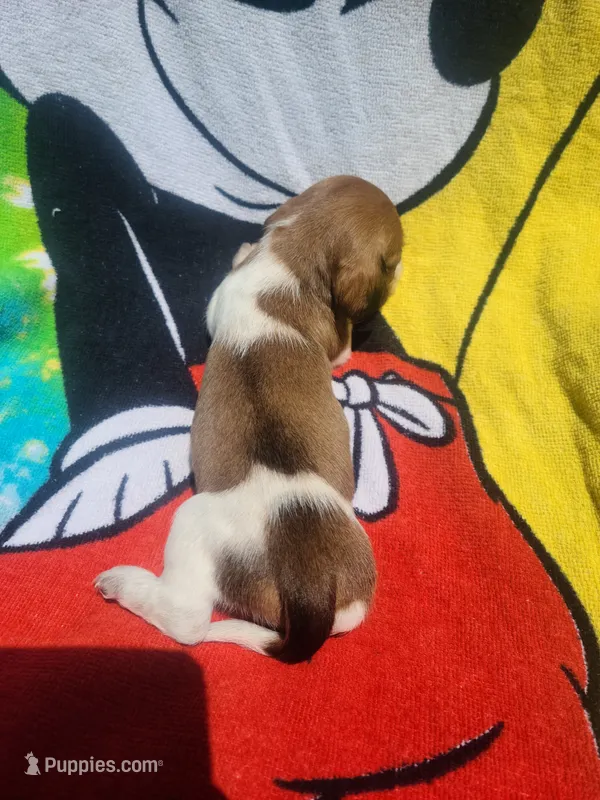 Tulip – Miniature Dachshund puppy for sale in Bradenton, FL